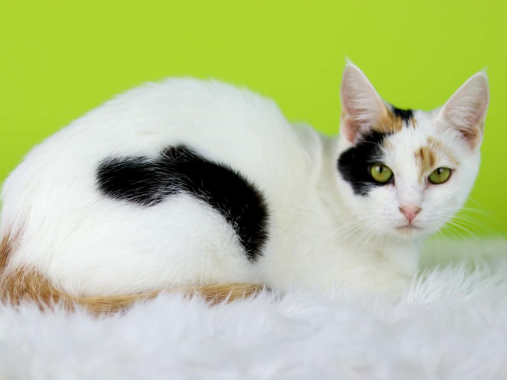 Turnip, Adoptable, Young Female Domestic Short Hair.