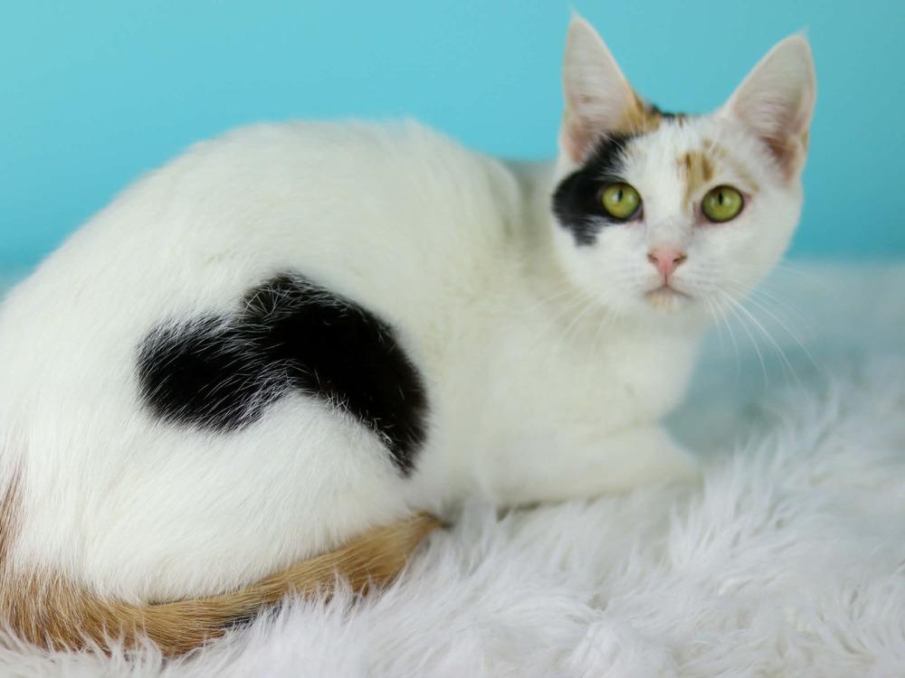 Enlarge Turnip, a Adoptable Domestic Short Hair in Lewisburg, TN image 2/3