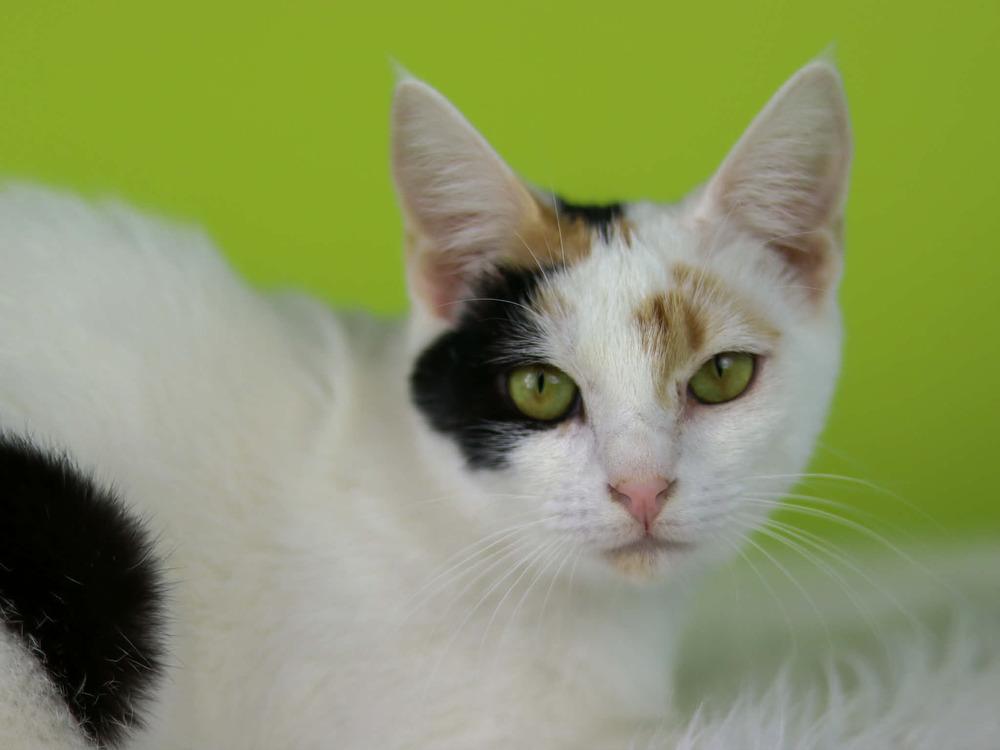 Enlarge Turnip, a Adoptable Domestic Short Hair in Lewisburg, TN image 3/3
