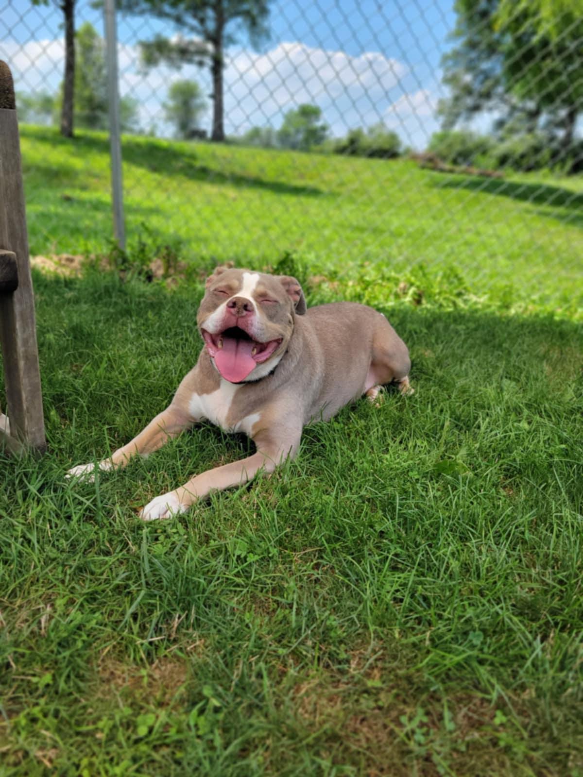 Enlarge Opal, a Adoptable mixed breed in Chambersburg, PA image 1/2