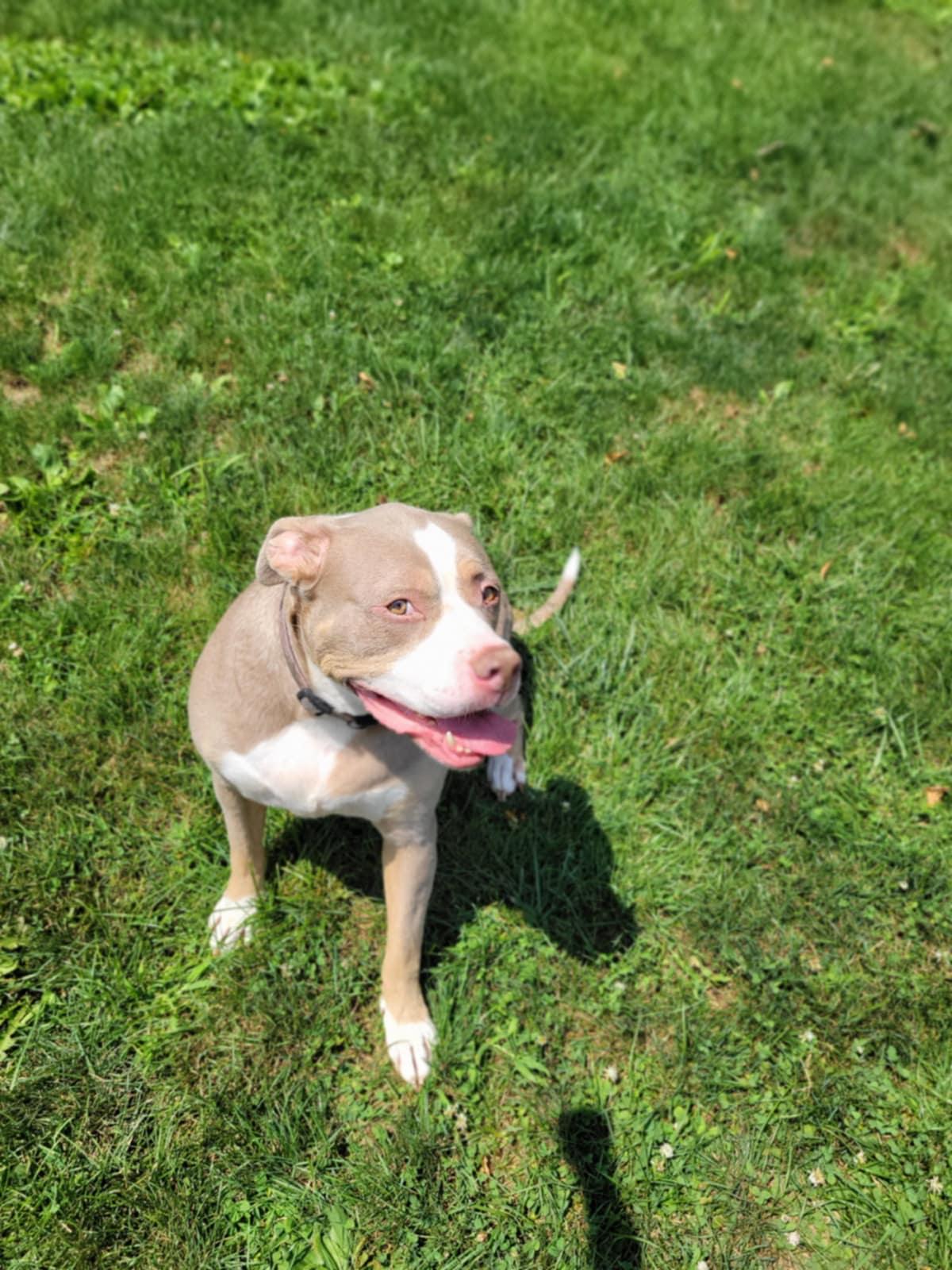 Enlarge Opal, a Adoptable mixed breed in Chambersburg, PA image 2/2