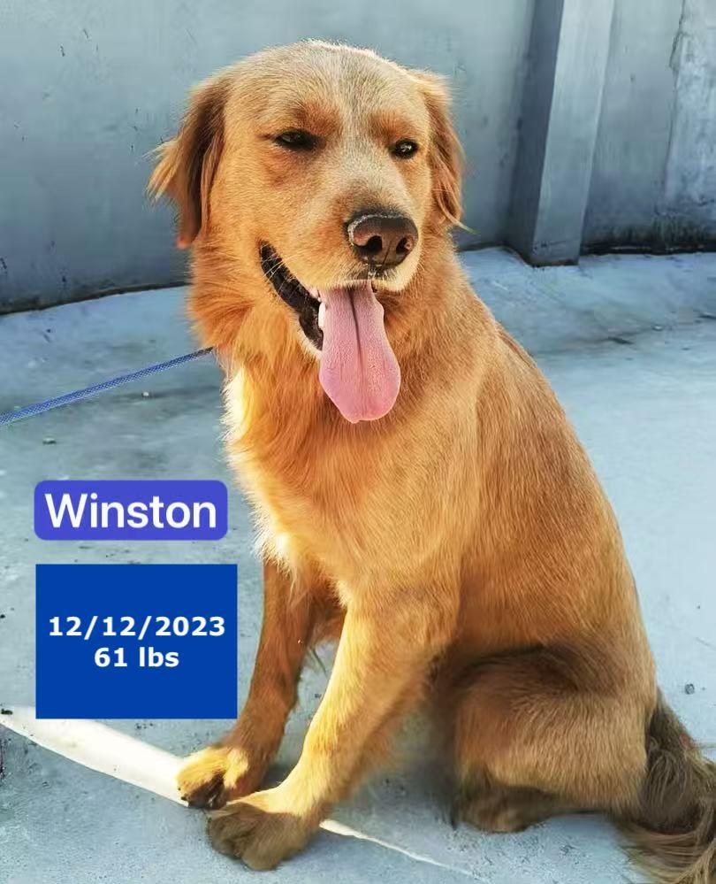 Winston, Adoptable, Young Male Golden Retriever.