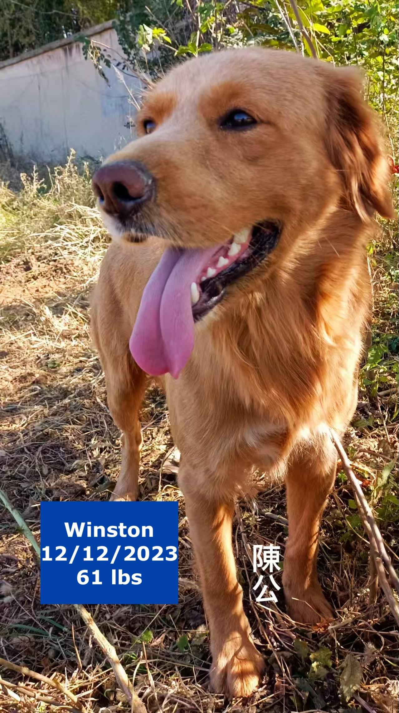 Winston, a Adoptable Golden Retriever in West Hollywood, CA image 2/6