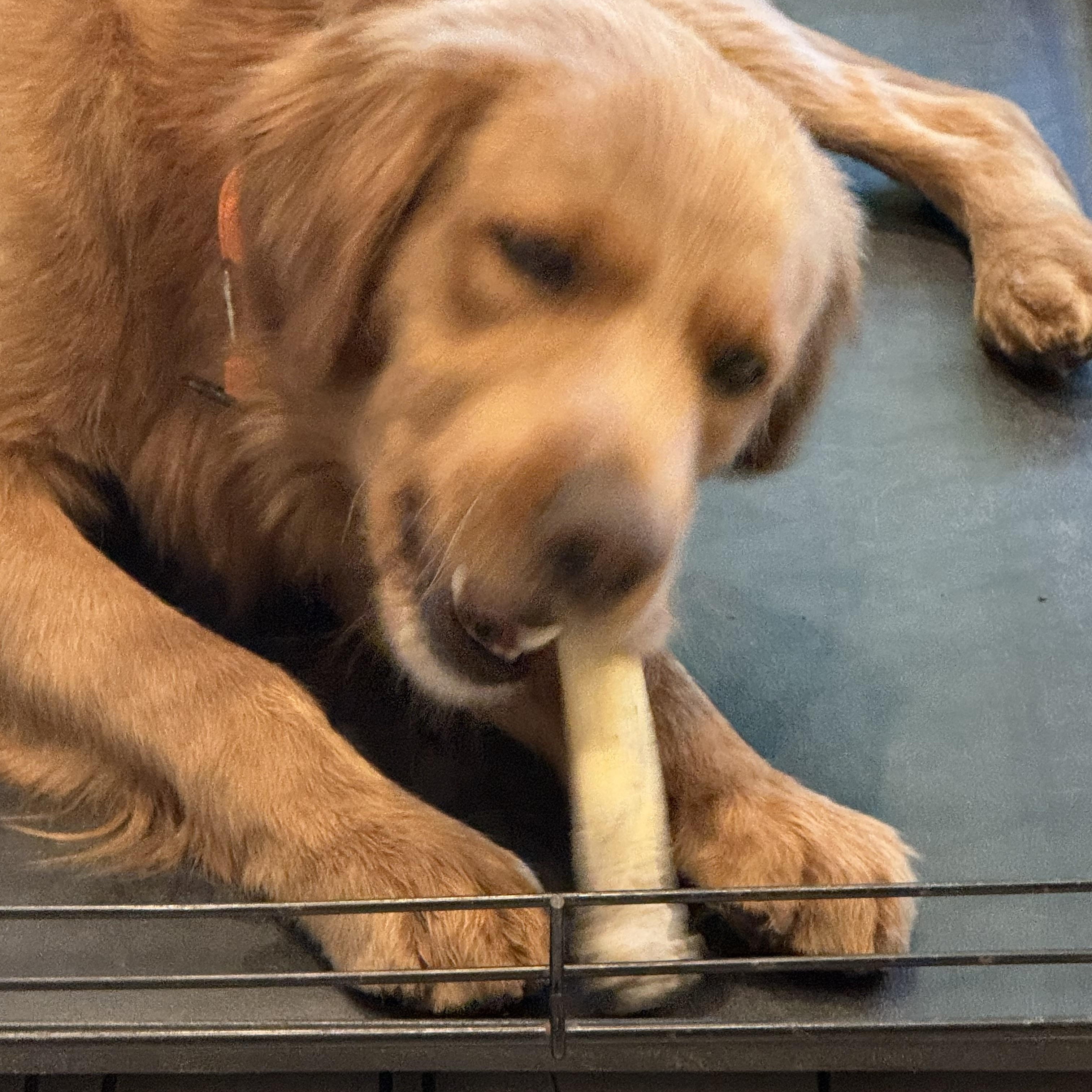 Winston, a Adoptable Golden Retriever in West Hollywood, CA image 3/6