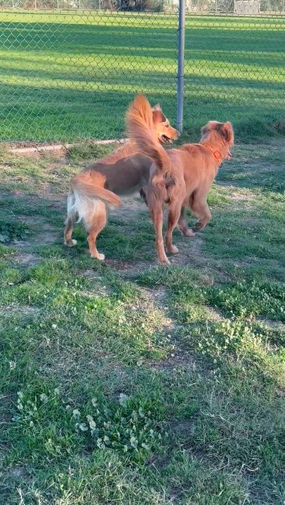 Enlarge Winston, a Adoptable Golden Retriever in West Hollywood, CA video 5/6