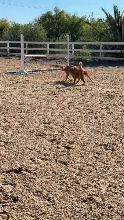 Enlarge Winston, a Adoptable Golden Retriever in West Hollywood, CA video 6/6