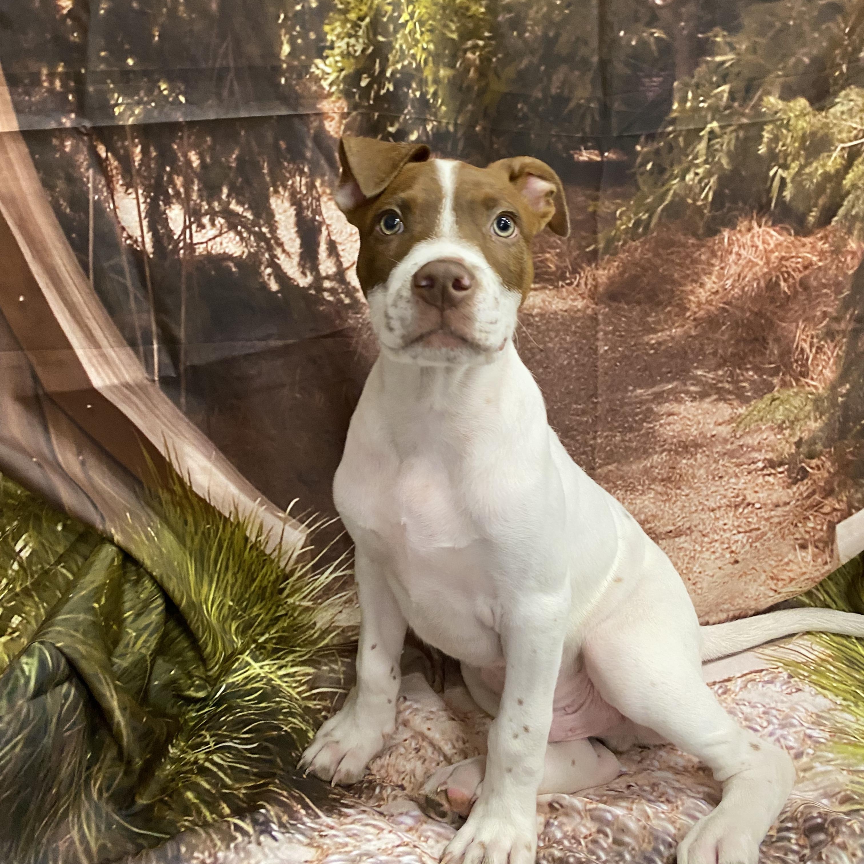 Abe, a Adoptable mixed breed in Babylon, NY image 2/4