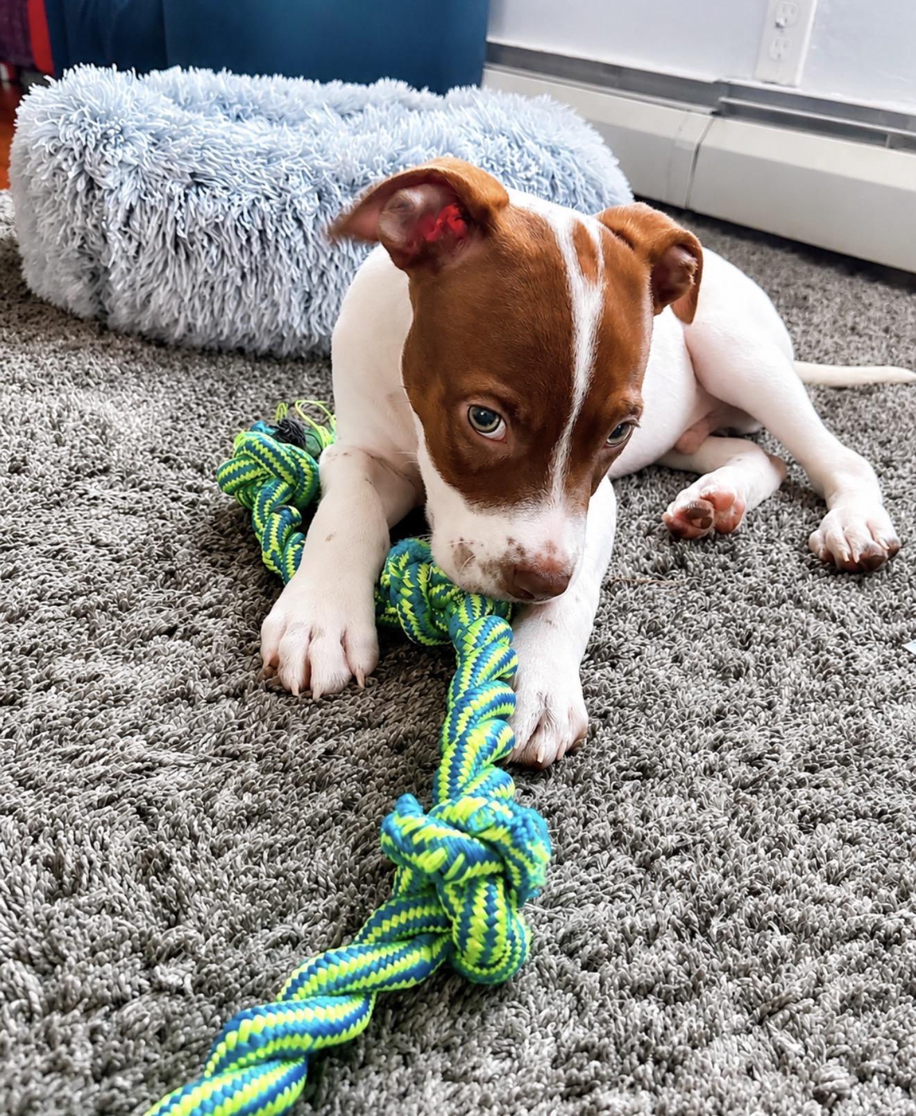 Abe, a Adoptable mixed breed in Babylon, NY image 3/4