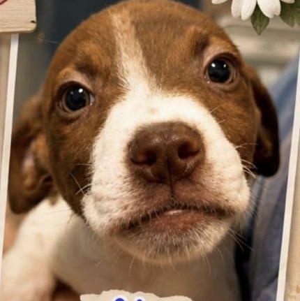 Abe, a Adoptable mixed breed in Babylon, NY image 4/4