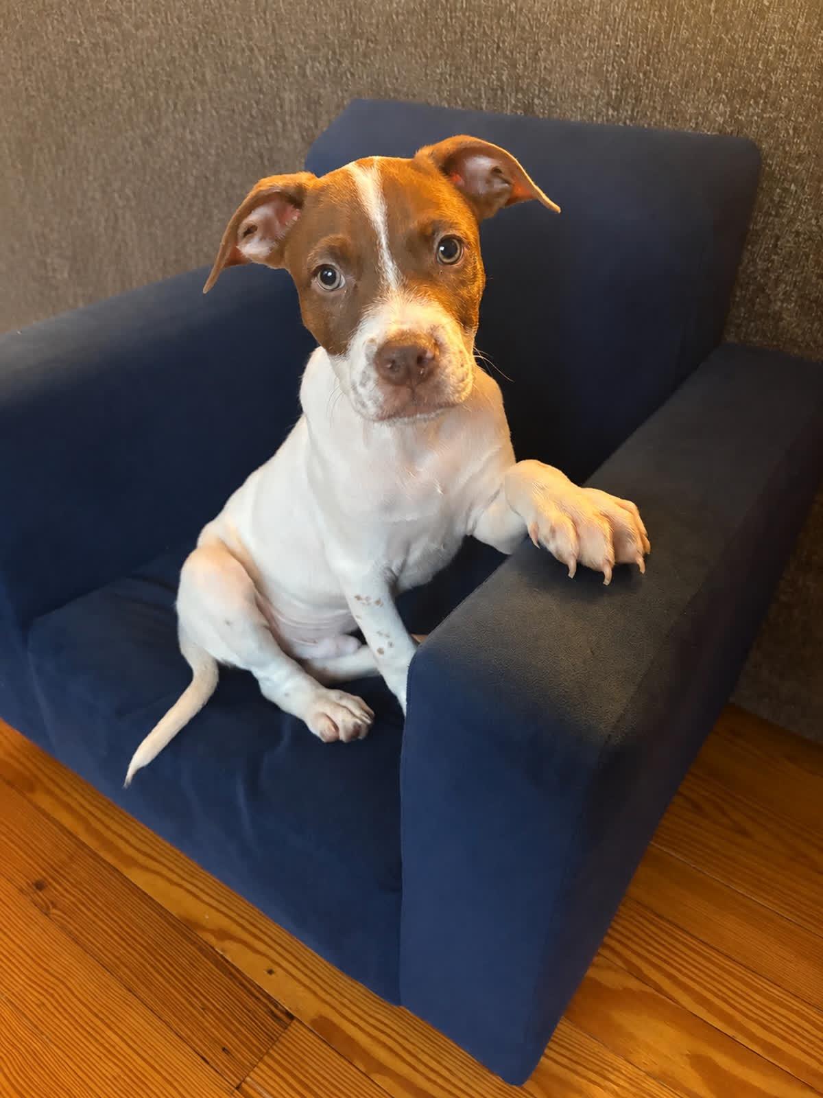 Abe, Adoptable, Puppy Male American Bully.