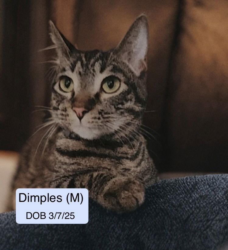 Dimples, Adoptable, Young Male Domestic Short Hair & Tabby.