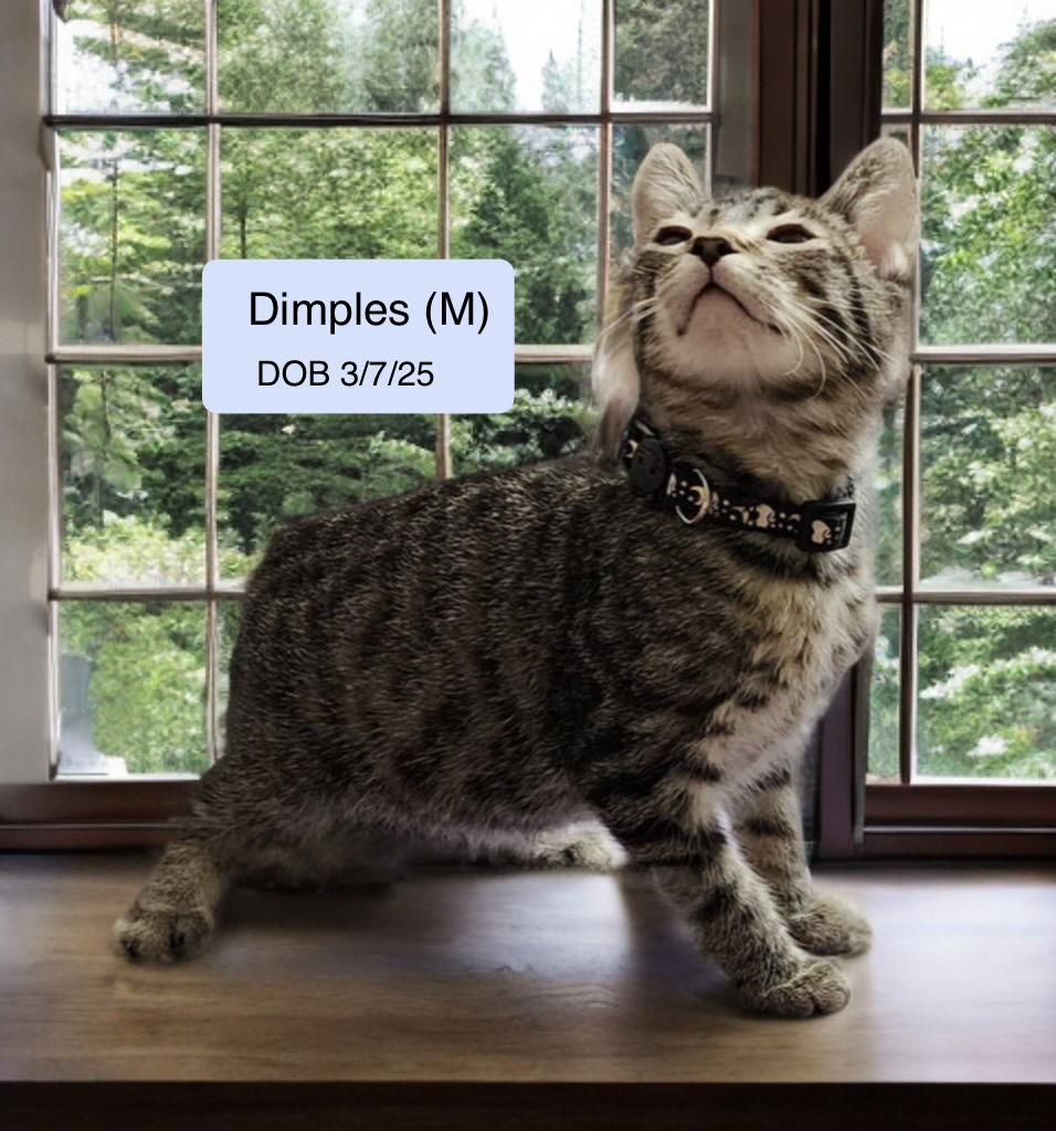 Dimples, Adoptable, Kitten Male Domestic Short Hair & Tabby.