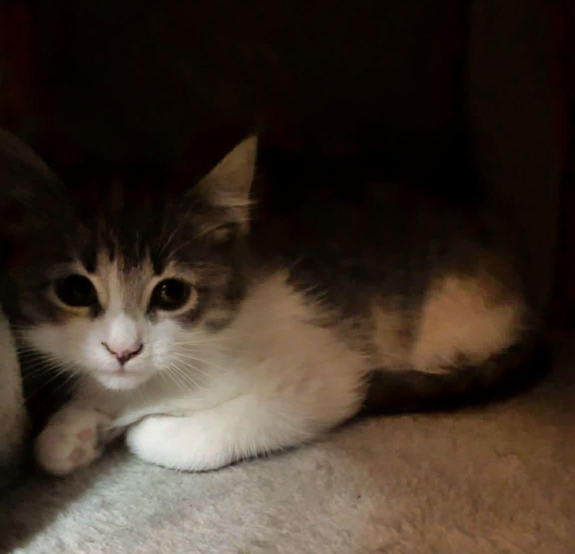 Noel Kitty, Adoptable, Kitten Female Domestic Short Hair.