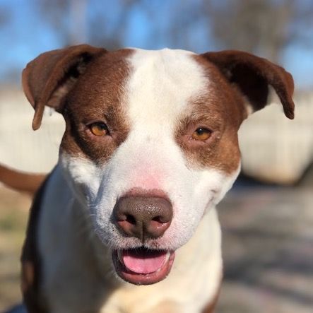 Dixon, Adoptable, Young Male Mixed Breed.