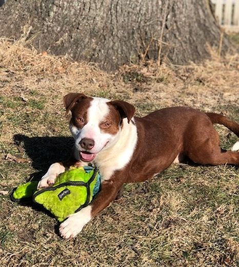 Dixon, a Adoptable Mixed Breed in Auburn, NE image 2/4