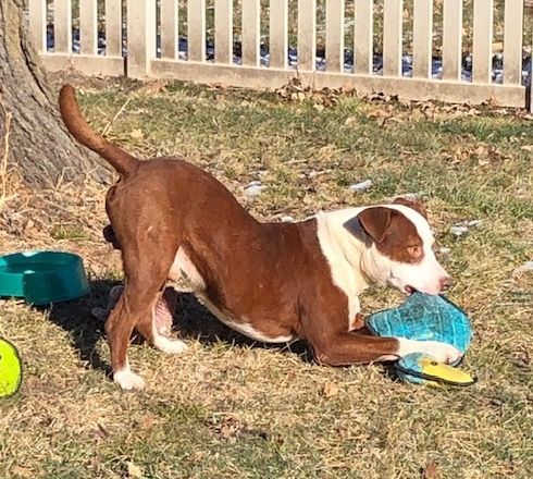 Dixon, a Adoptable Mixed Breed in Auburn, NE image 3/4