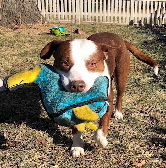 Dixon, a Adoptable Mixed Breed in Auburn, NE image 4/4
