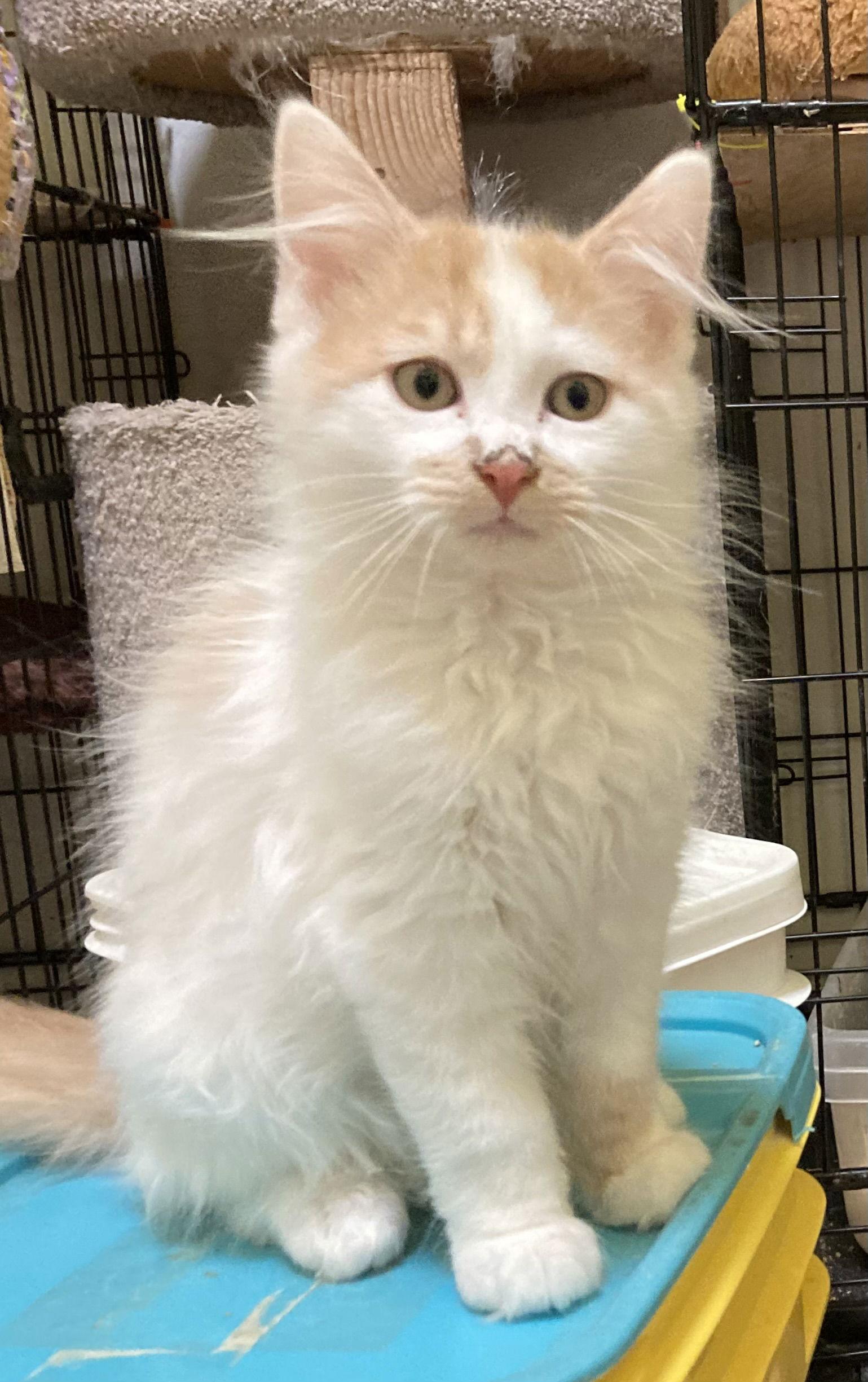 Enlarge Charles, a Adopted mixed breed in Antioch, CA image 1/1