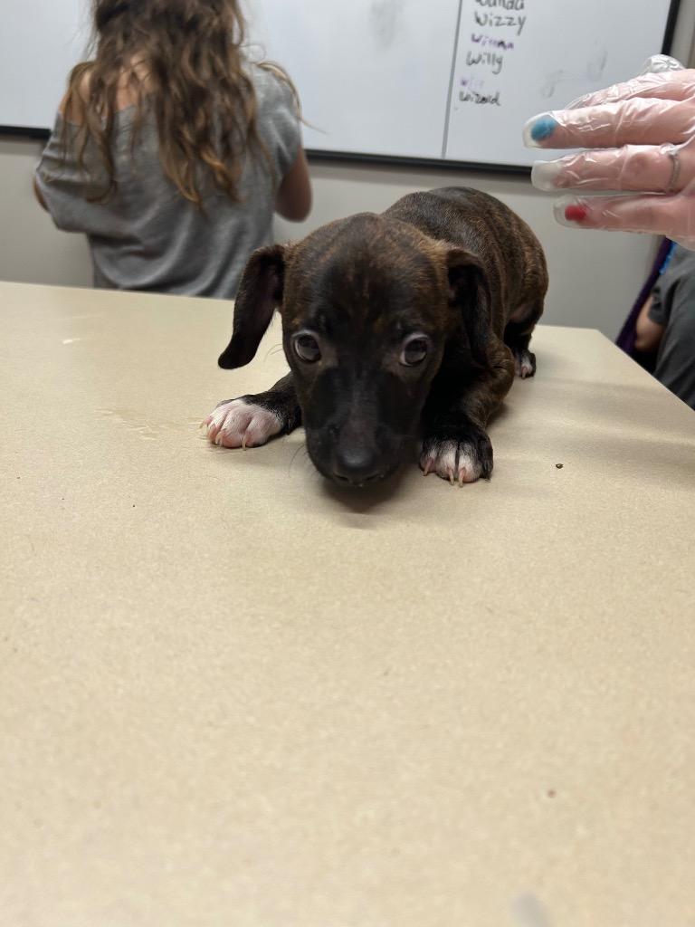 Enlarge Wisher, a Adoptable mixed breed in Springfield, TN image 1/1