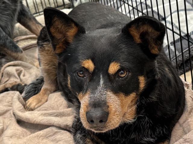 OLSA, Adoptable, Adult Female Australian Cattle Dog / Blue Heeler.