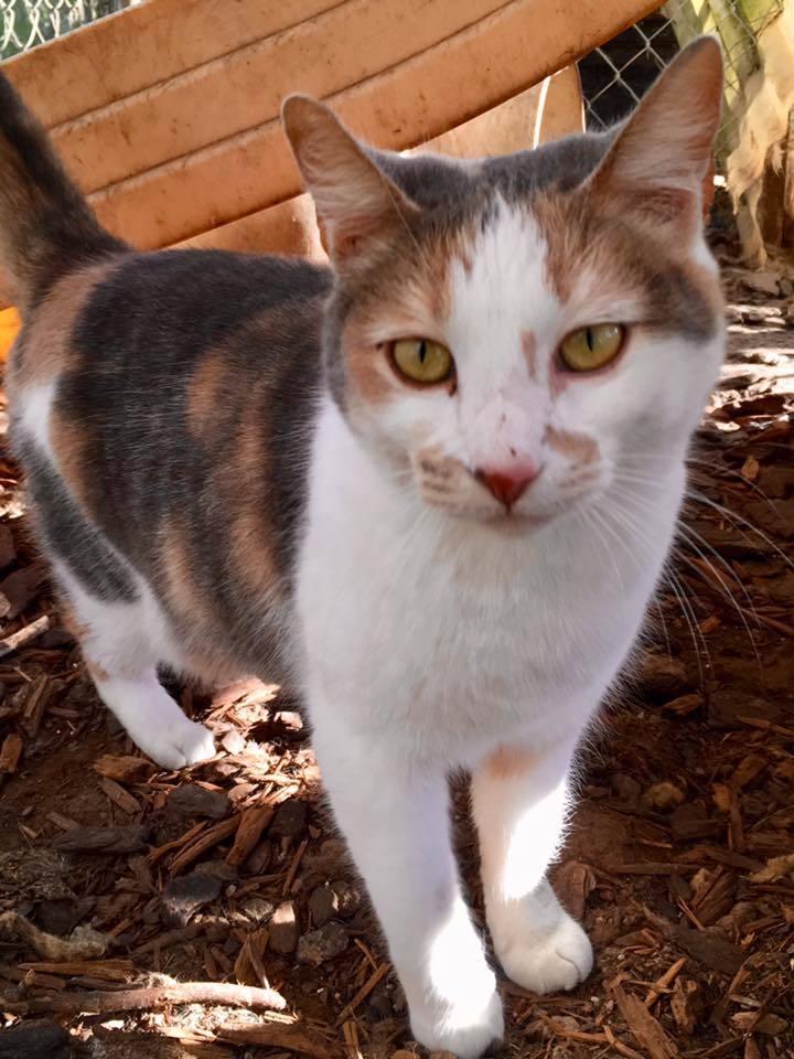 Sassy, a Adoptable Domestic Short Hair in Stuart, VA image 1/2