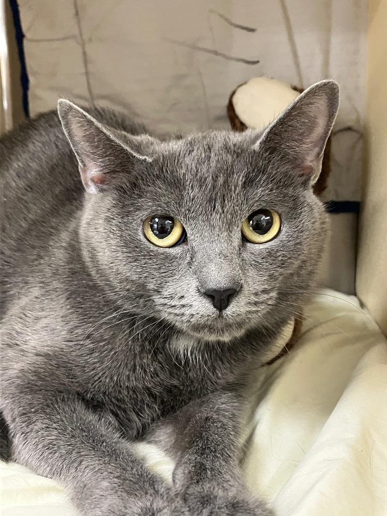 Shadow, Adoptable, Young Female Russian Blue.