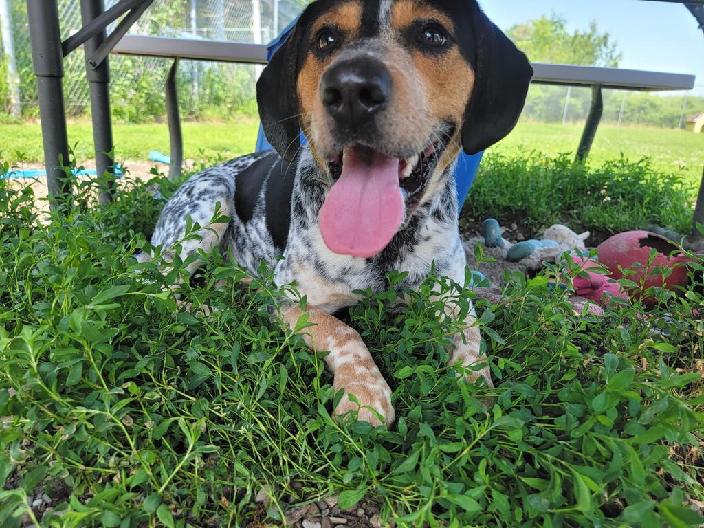 Ranger, Adoptable, Adult Male Cattle Dog & Beagle.