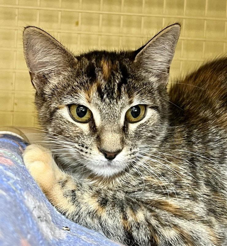 Enlarge Annie S., a Adoptable Torbie in Plano, TX image 1/3