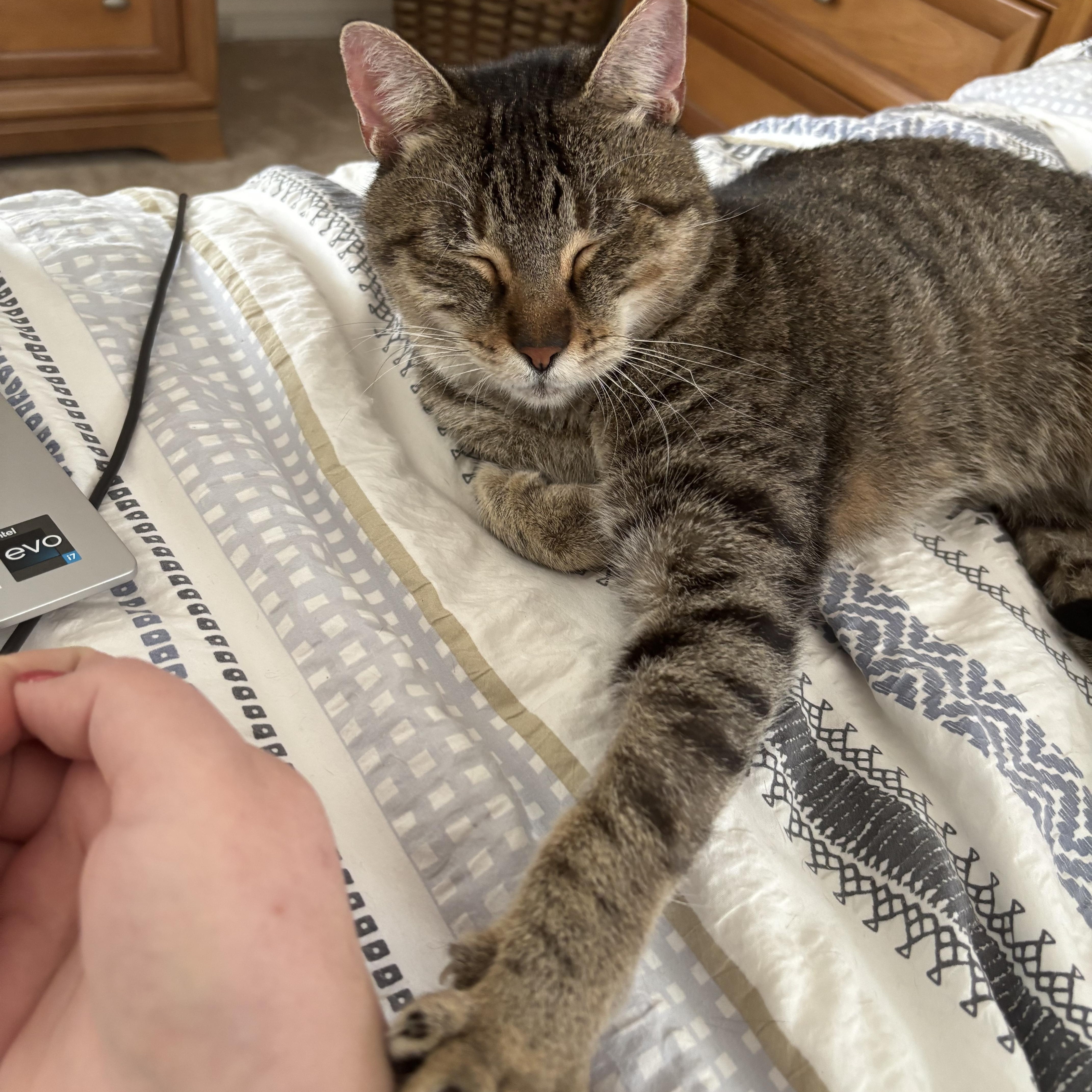 Enlarge Thelma , a Adoptable Domestic Short Hair in Boston, MA image 4/6