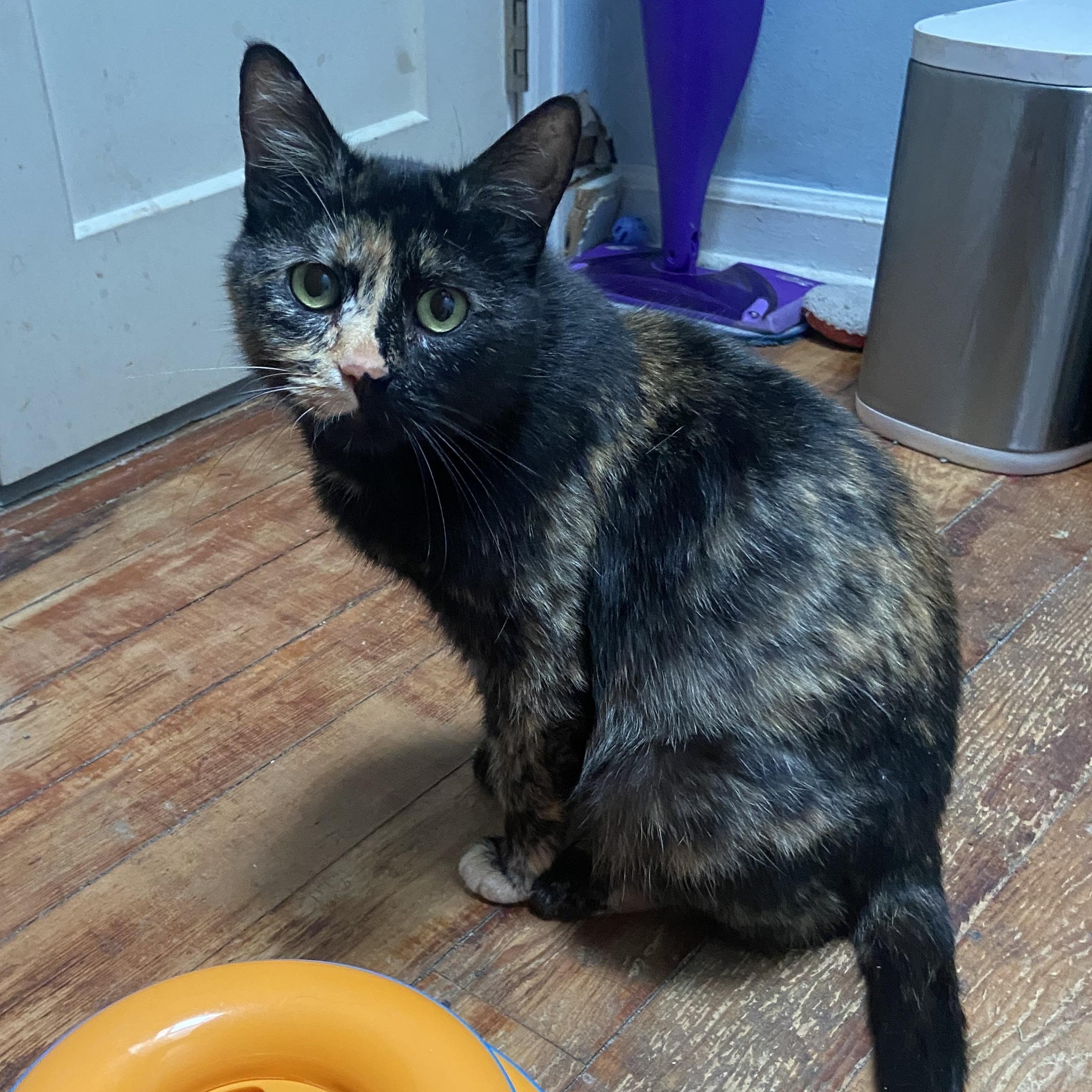 Betty Coleman FIV-pos, Adoptable, Adult Female Domestic Short Hair.
