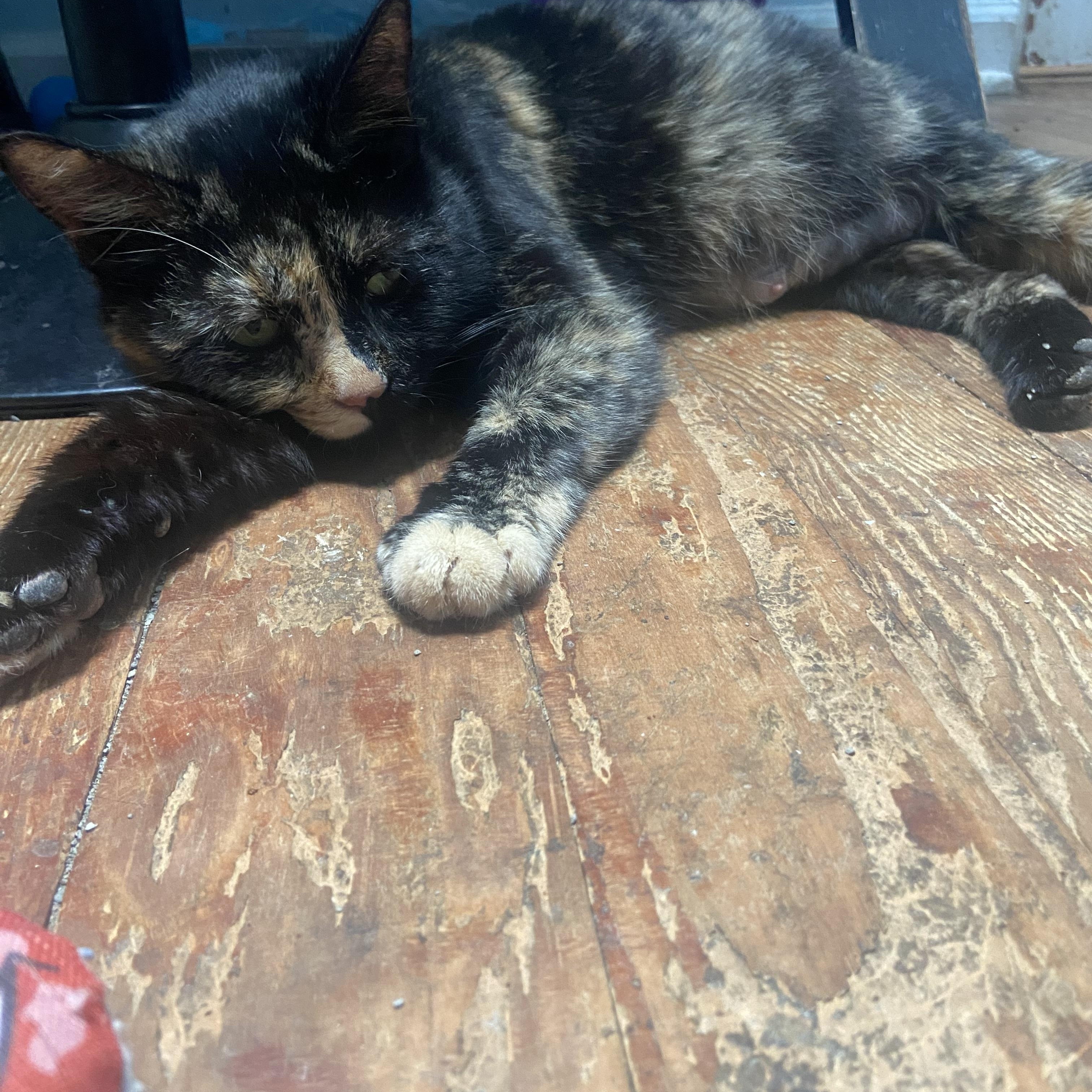 Enlarge Betty Coleman FIV-pos, a Adoptable Domestic Short Hair in Denver, CO image 3/3