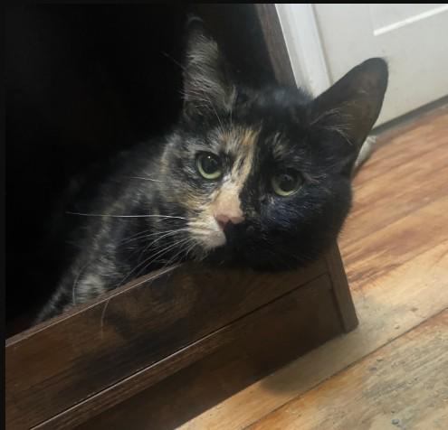 Enlarge Betty Coleman FIV-pos, a Adoptable Domestic Short Hair in Denver, CO image 2/3