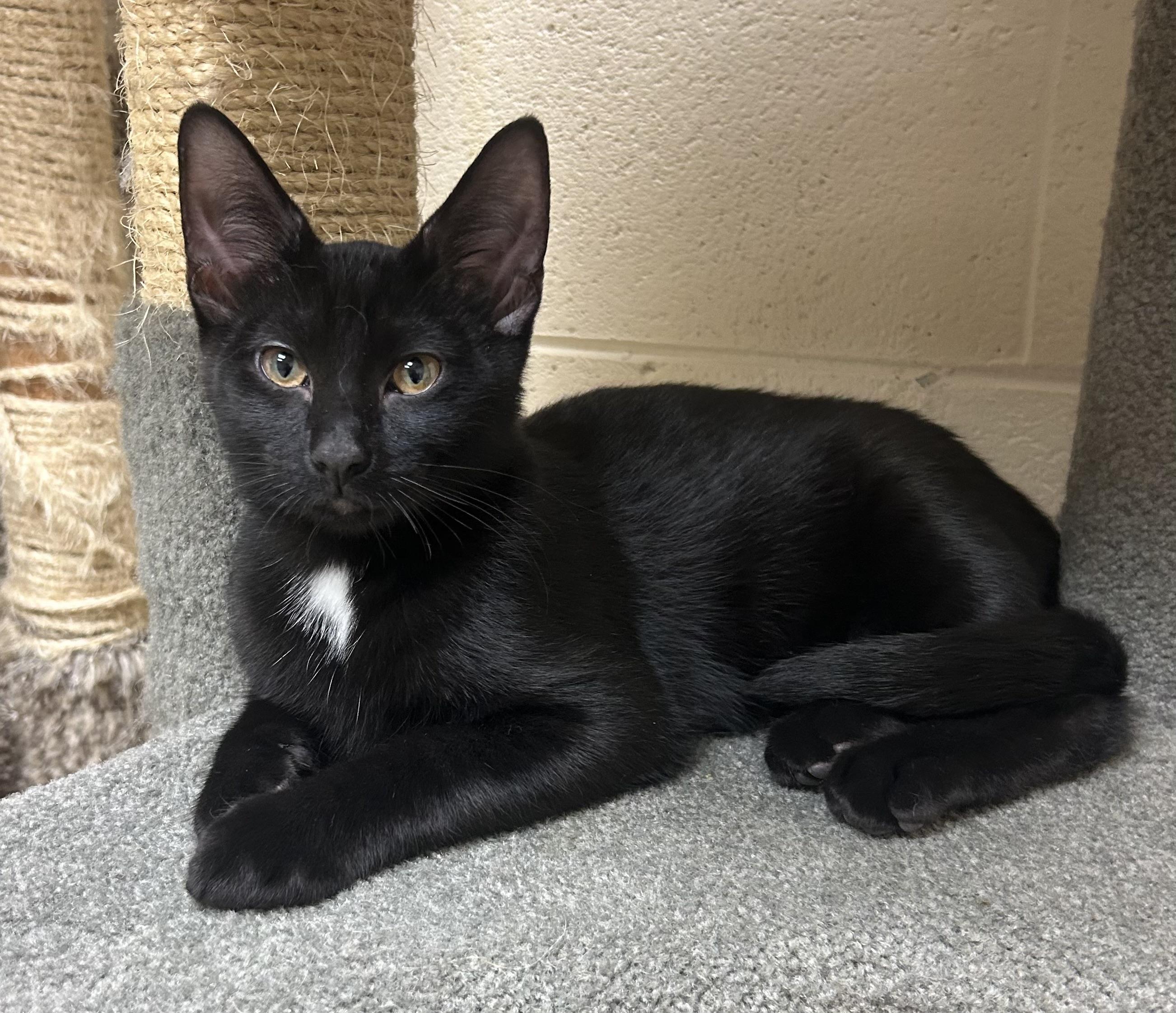 Ronnie, a ADOPTABLE Domestic Short Hair in Schaumburg, IL image 2/2