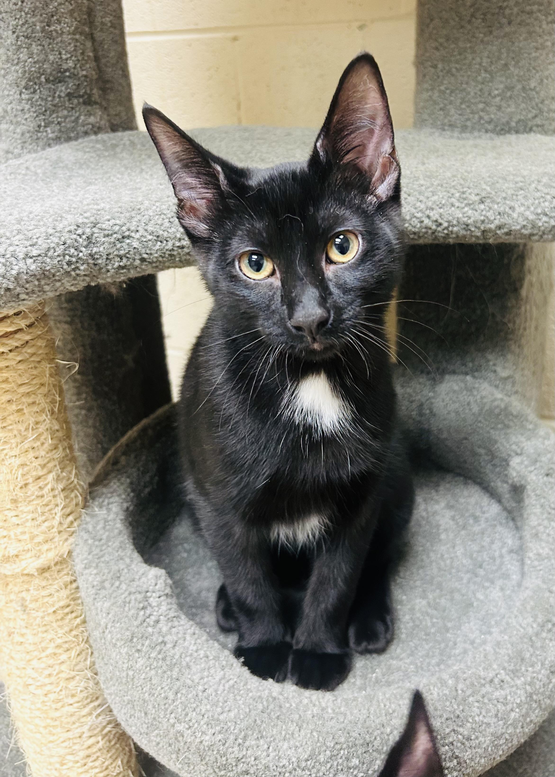 Ronnie, ADOPTABLE, Young Female Domestic Short Hair.