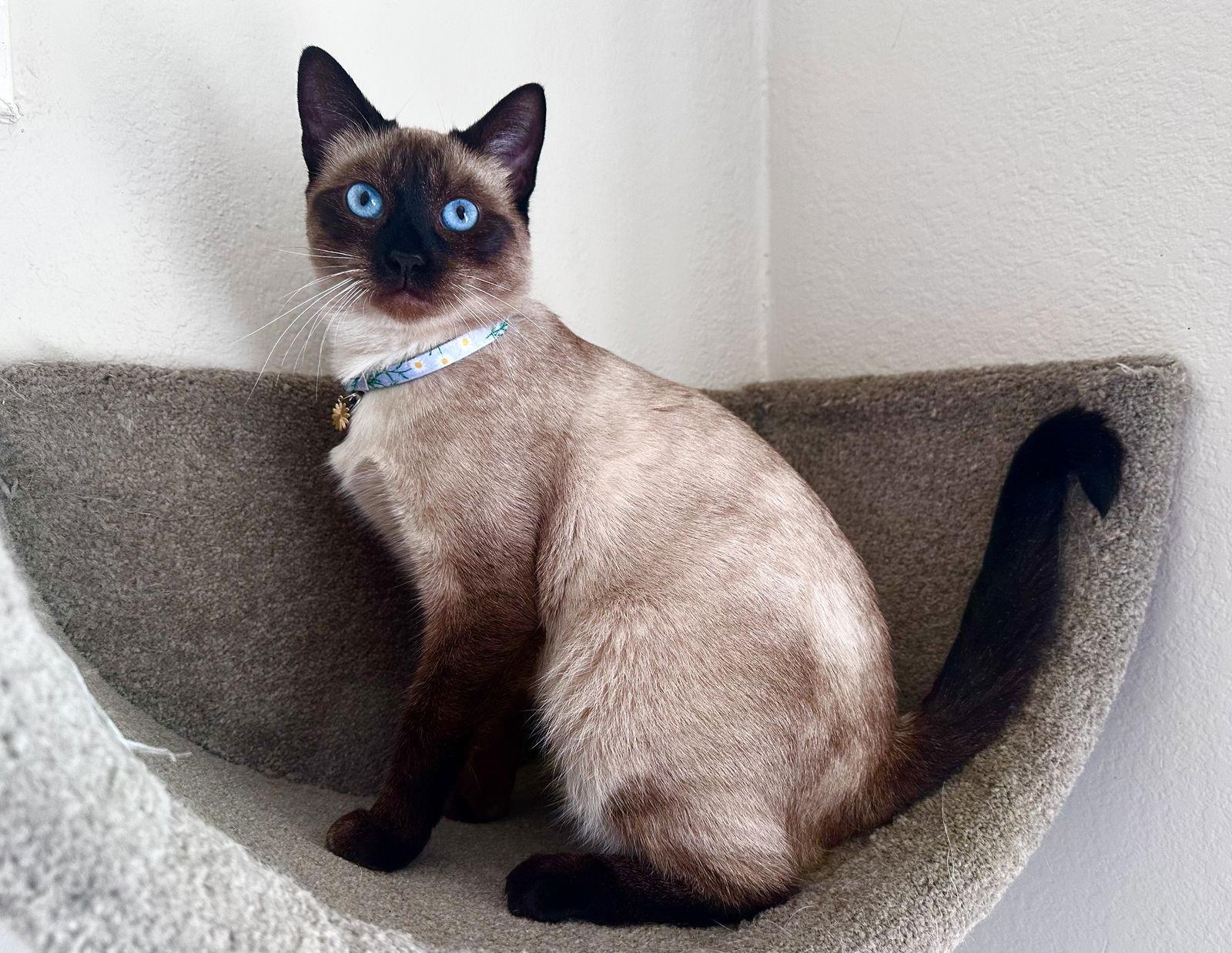 SoSo Sweet, Adoptable, Adult Female Siamese & Siamese.