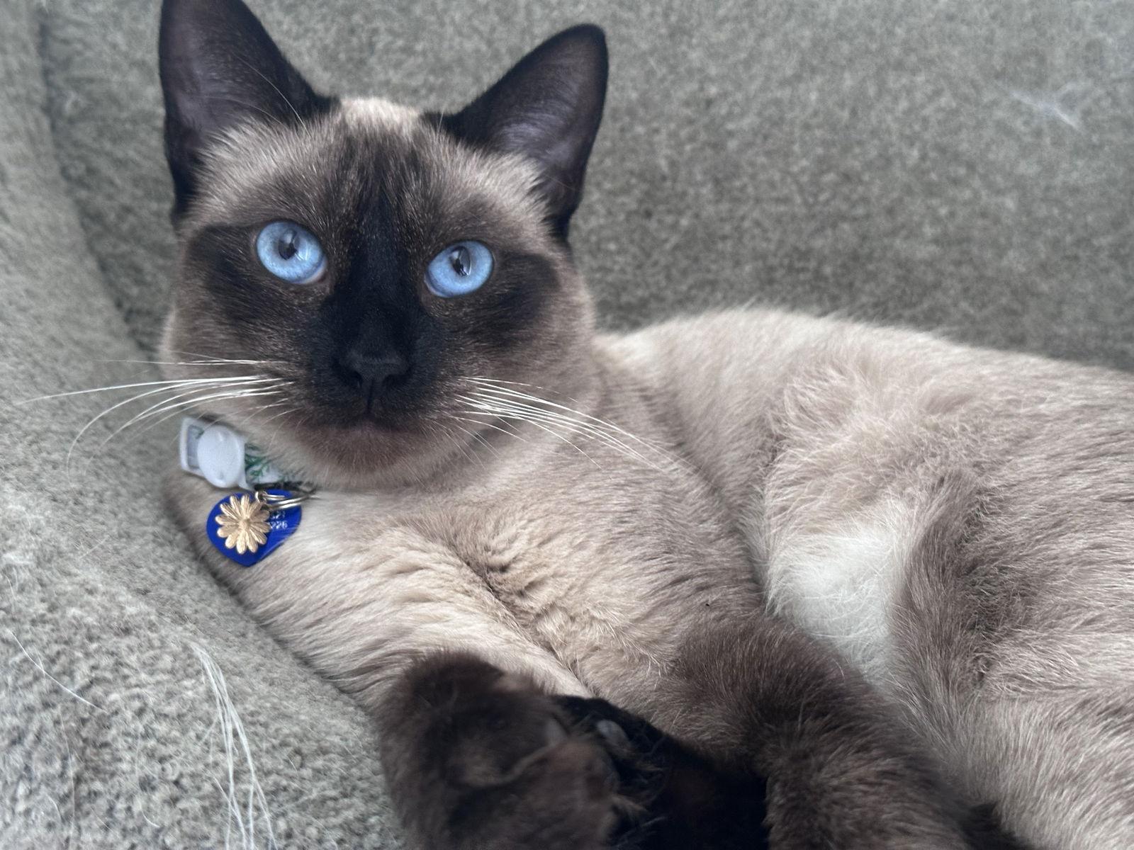 Enlarge SoSo Sweet, a Adoptable mixed breed in Long Beach, CA image 2/3