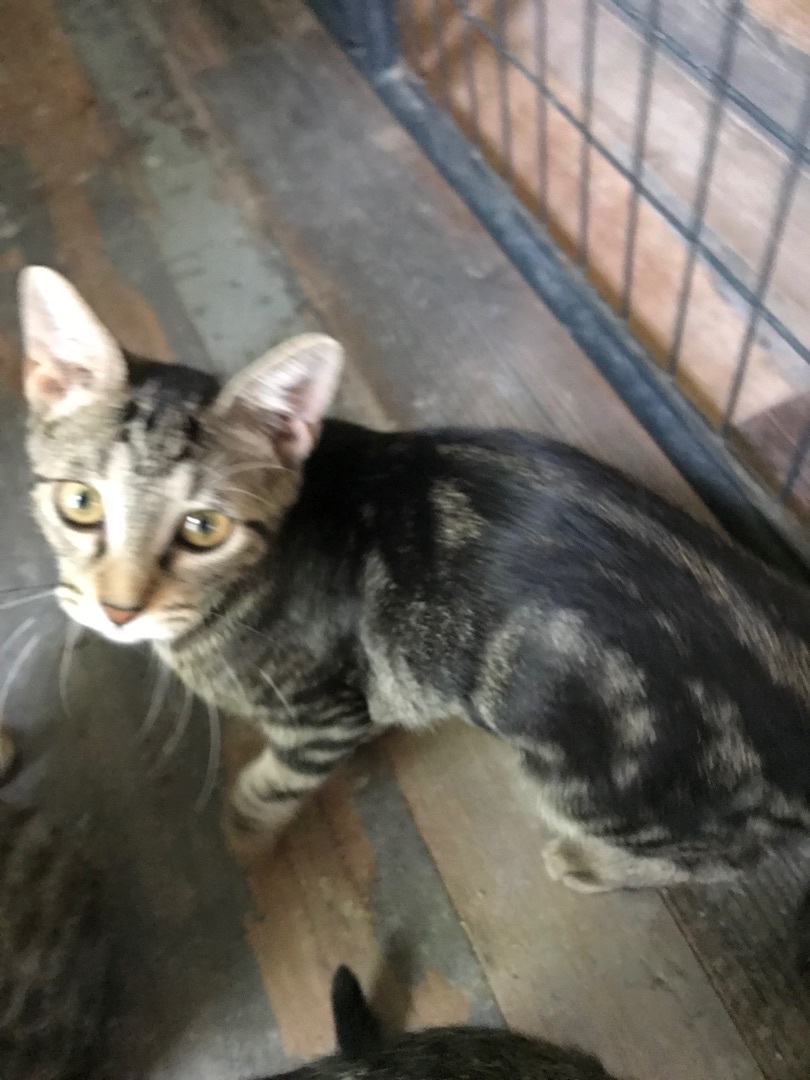 Lucy, a Adoptable Domestic Short Hair in Tacoma, WA image 1/2