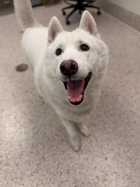 BURGER, Adoptable, Adult Male Siberian Husky.