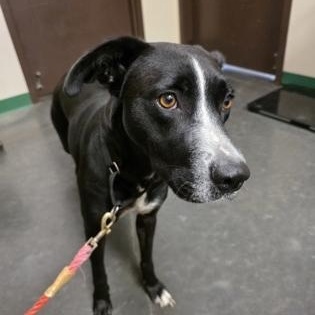 Missy, adoptable, Adult Female Labrador Retriever.
