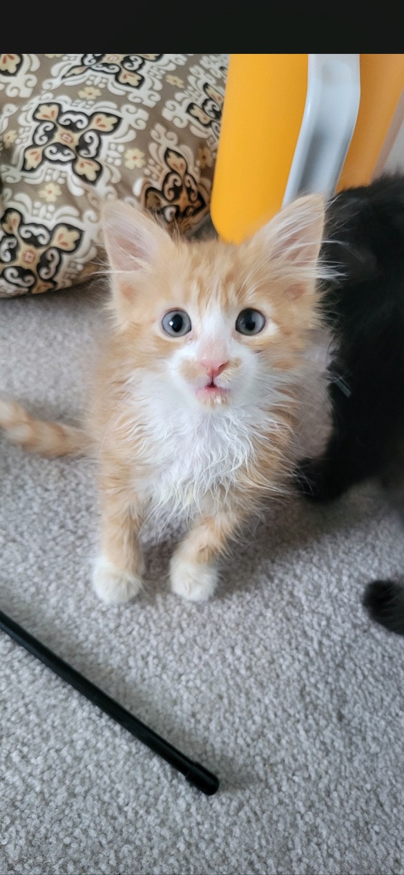 Mango Man, an adopted Domestic Long Hair & Tabby Mix in Omaha, NE_image-1