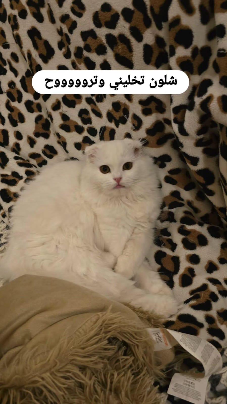 D’neige thumbnail 2