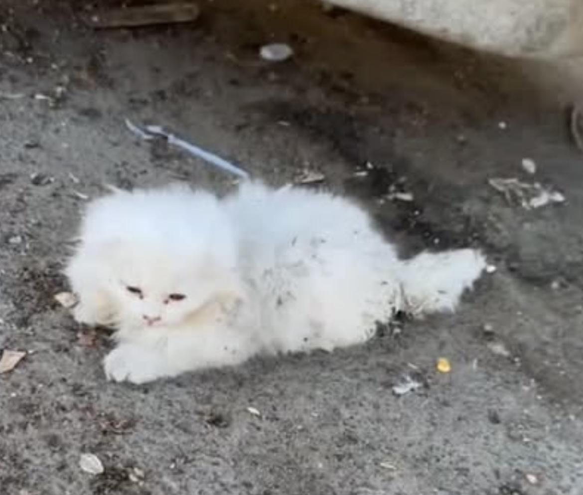 D’neige thumbnail 4