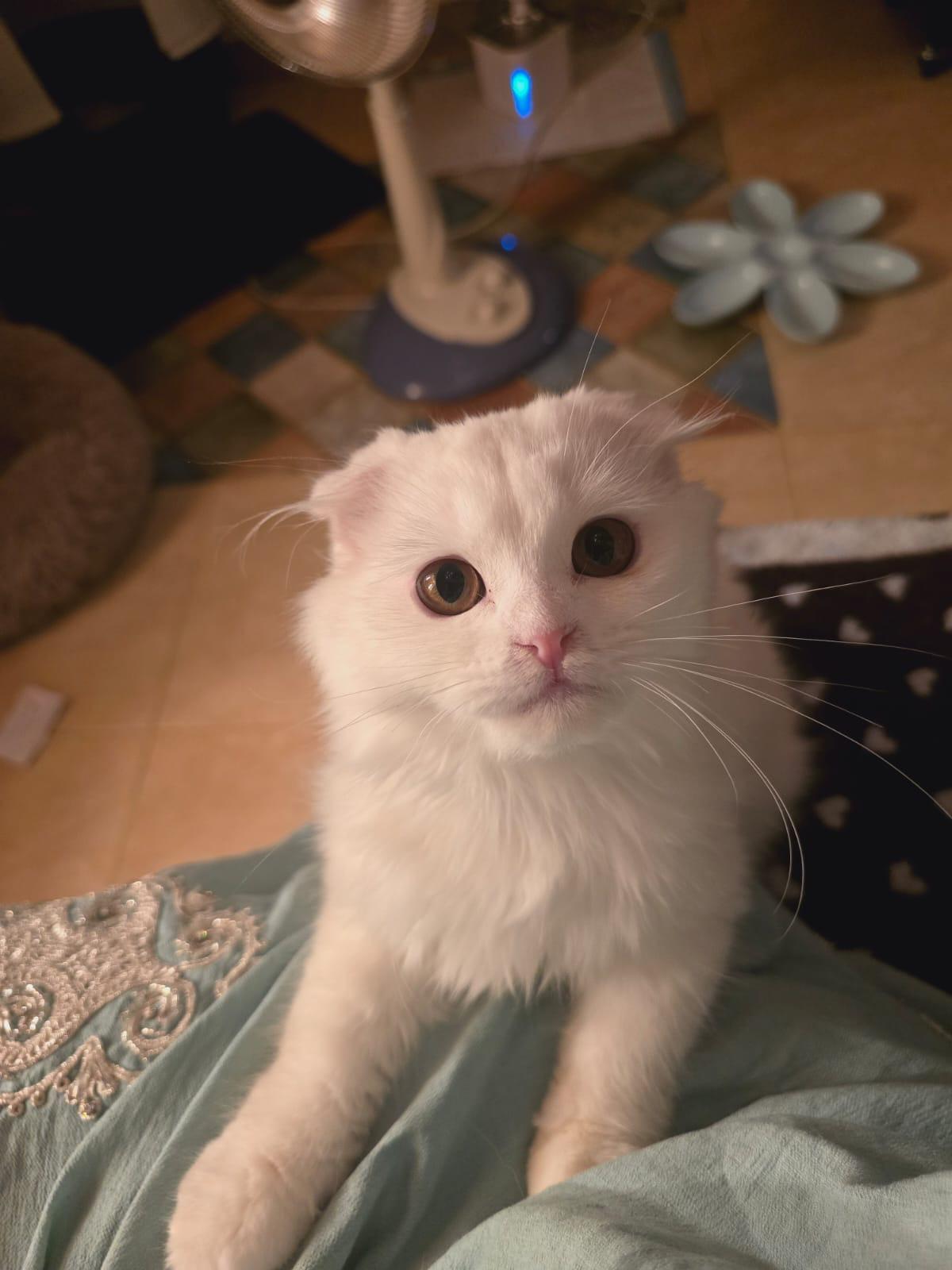 D’neige thumbnail 3