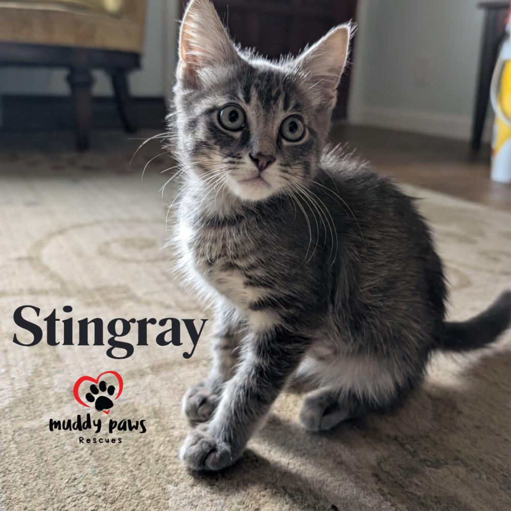 Ripple & Tide Litter: Stingray, Adoptable, Young Male Domestic Short Hair.