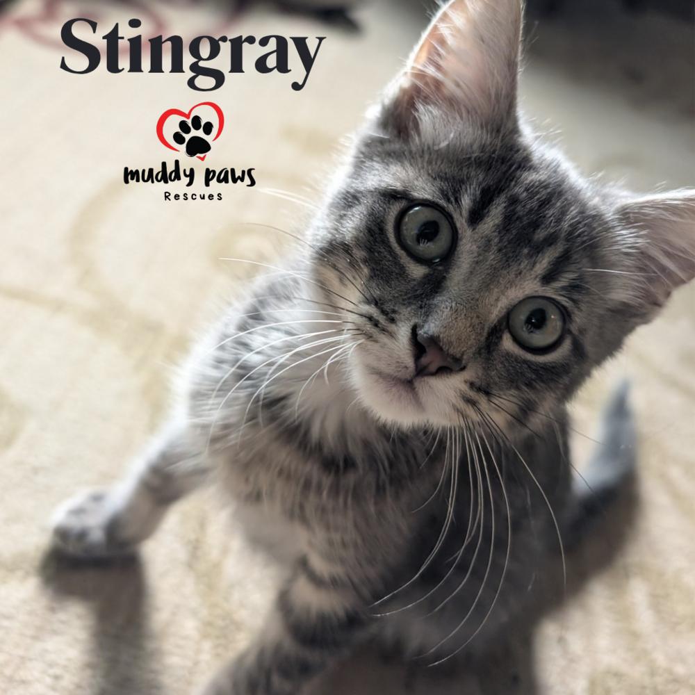 Enlarge Ripple & Tide Litter:  Stingray, a Adoptable Domestic Short Hair in Council Bluffs, IA image 2/2