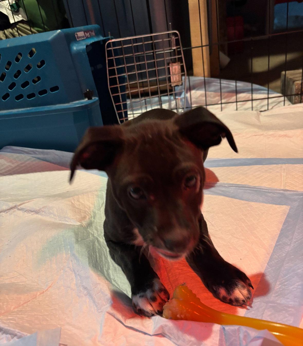 Enlarge Plum, a Adoptable Chihuahua in Grafton, WI image 1/3