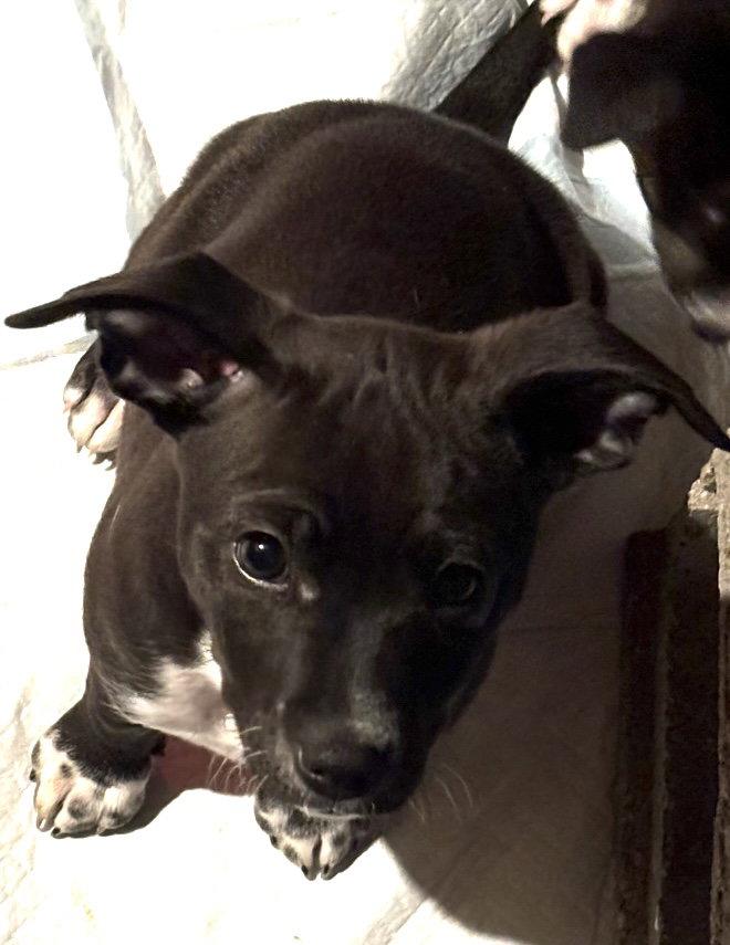 Enlarge Plum, a Adoptable Chihuahua in Grafton, WI image 2/3