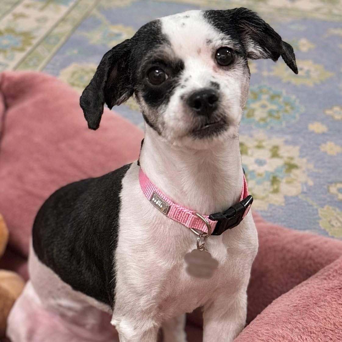 Enlarge Clara Belle, a Adoptable Shih Tzu in New Orleans, LA image 4/5