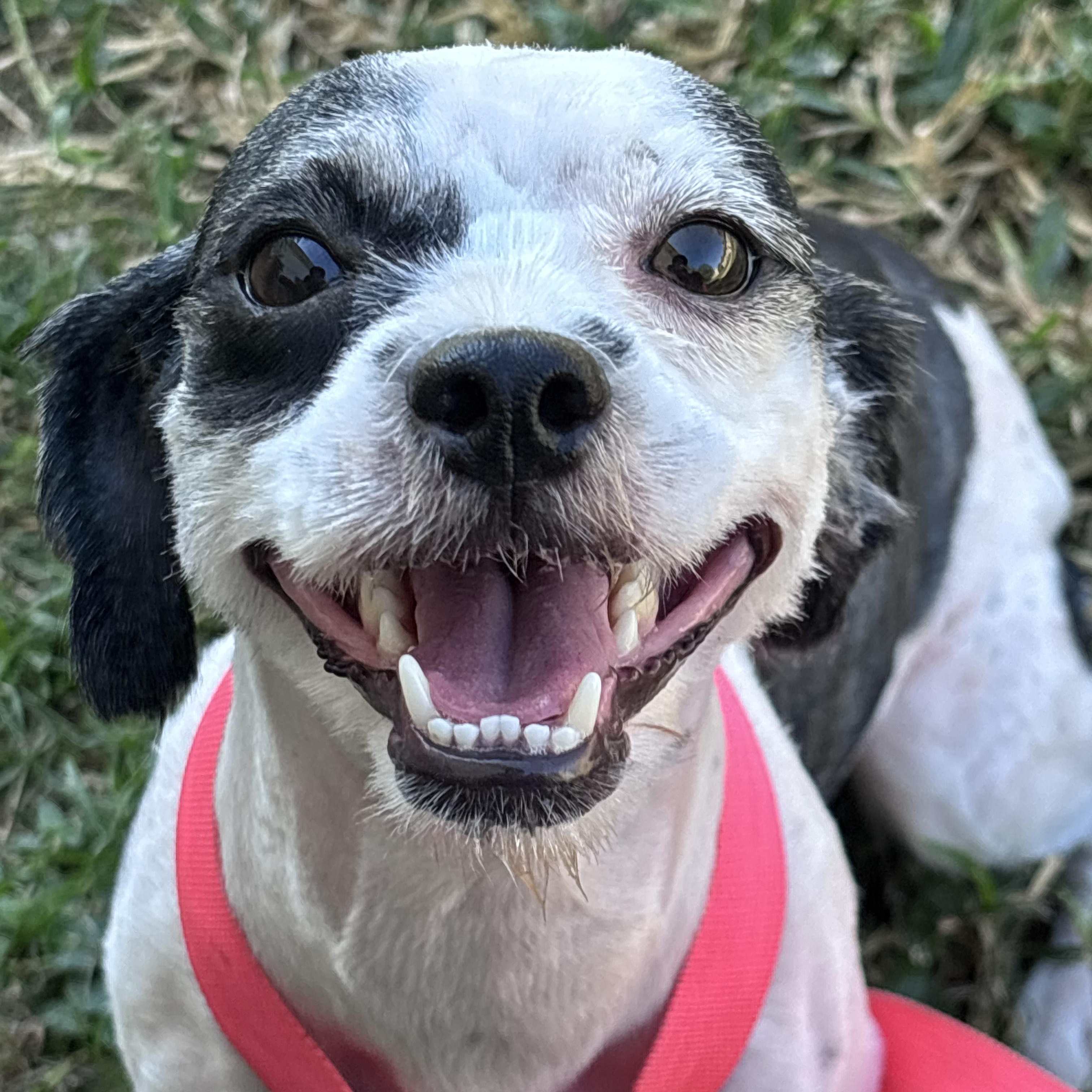 Enlarge Clara Belle, a Adoptable Shih Tzu in New Orleans, LA image 2/5