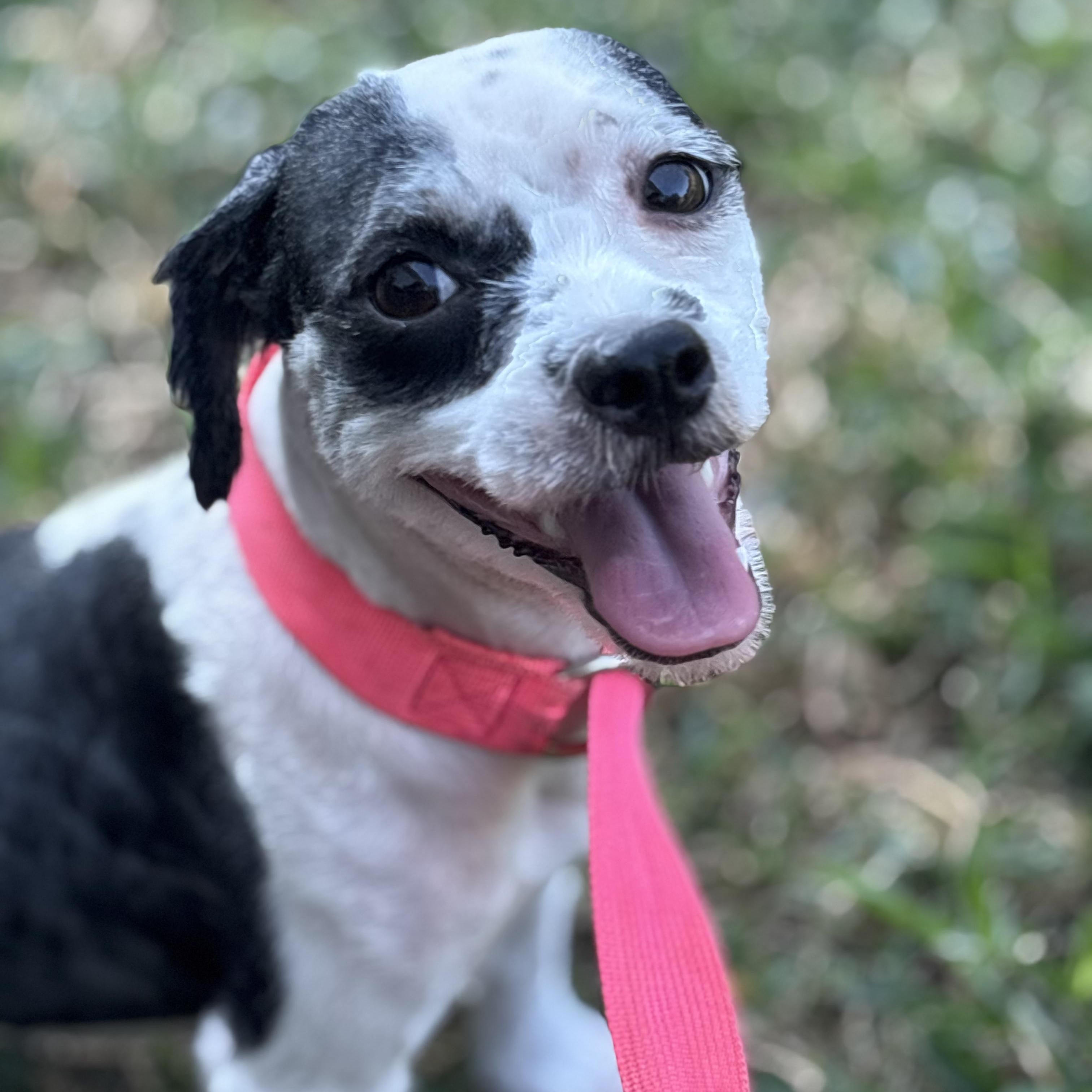 Enlarge Clara Belle, a Adoptable Shih Tzu in New Orleans, LA image 5/5